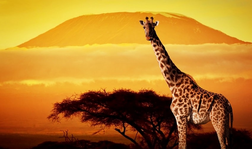Du lịch Kenya giá rẻ